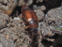 Anthobium atrocephalum