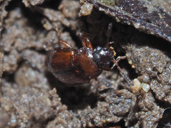 Anthobium atrocephalum