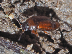 Anthobium atrocephalum