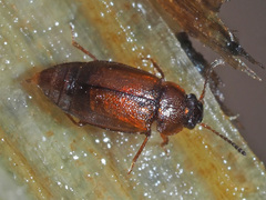 Anthobium atrocephalum