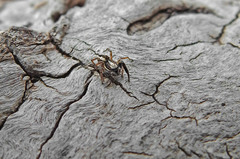 Pseudicius encarpatus