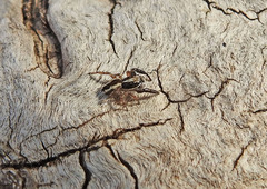 Pseudicius encarpatus