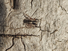 Pseudicius encarpatus