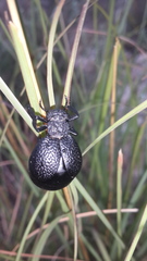 Meloe tuccius