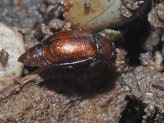 Anthobium atrocephalum
