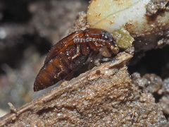 Anthobium atrocephalum