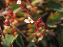 Saxifraga tridactylites