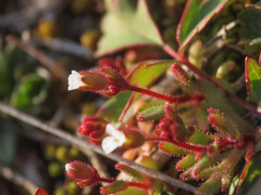 Saxifraga tridactylites