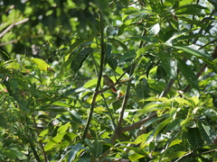 Phacellodomus sibilatrix