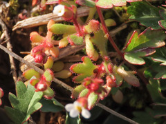 Saxifraga tridactylites