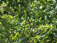 Phacellodomus sibilatrix