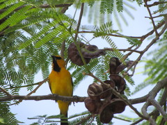 Icterus nigrogularis