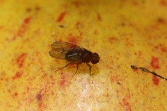 Drosophila immigrans