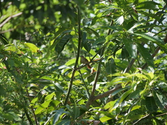 Phacellodomus sibilatrix