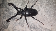 Prionus lefebvrei