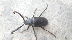 Prionus lefebvrei