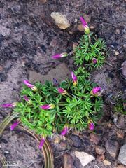 Oxalis heterophylla