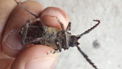 Prionus lefebvrei