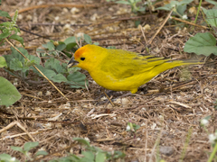 Sicalis flaveola