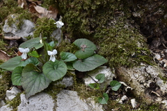 Viola alba alba