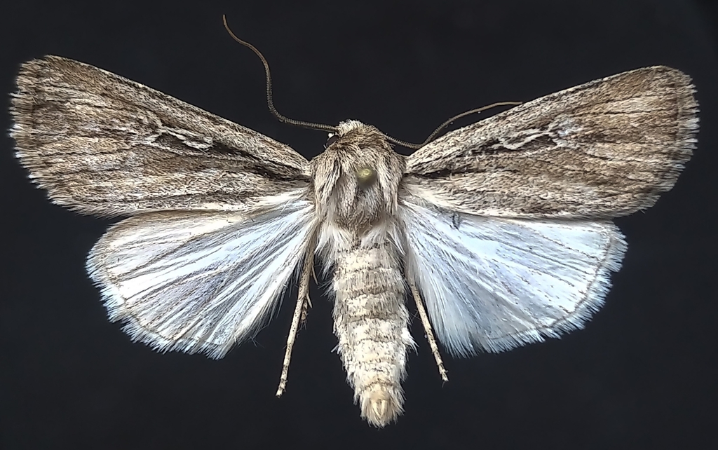 Protogygia postera