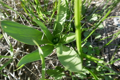Fritillaria agrestis