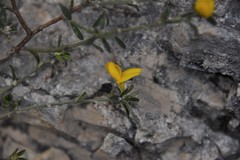Genista pilosa