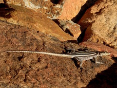 Platysaurus intermedius