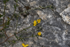 Genista pilosa