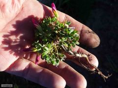 Oxalis heterophylla