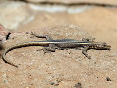 Platysaurus intermedius