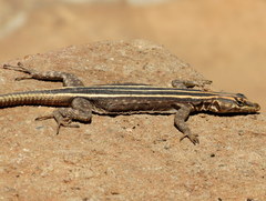 Platysaurus intermedius
