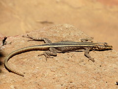 Platysaurus intermedius