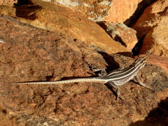 Platysaurus intermedius