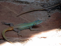 Platysaurus intermedius