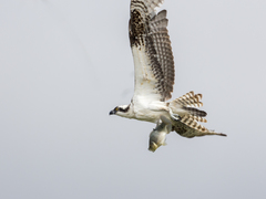 Pandion haliaetus