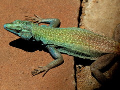 Platysaurus intermedius rhodesianus