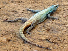 Platysaurus intermedius rhodesianus