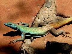 Platysaurus intermedius rhodesianus