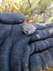 Breviceps rosei rosei