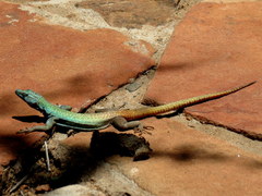 Platysaurus intermedius rhodesianus