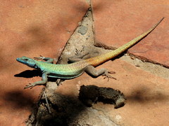Platysaurus intermedius rhodesianus