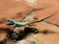 Platysaurus intermedius rhodesianus