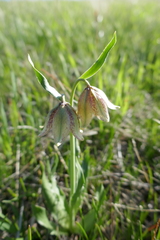 Fritillaria agrestis