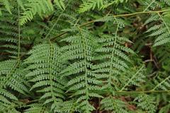 Blotiella glabra