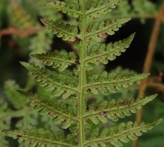 Blotiella glabra