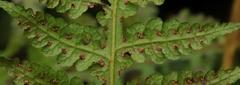 Blotiella glabra