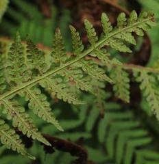 Blotiella glabra