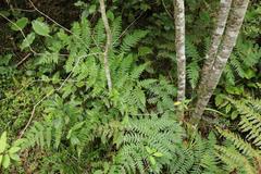 Blotiella glabra
