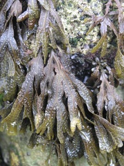 Fucus virsoides